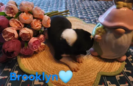 Border Collie - Brooklyn