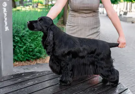 English Cocker Spaniel - La Scale Kennel