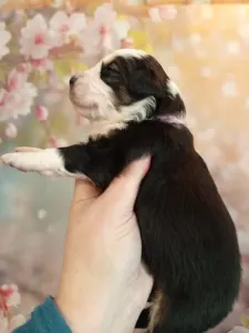 Miniature American Shepherd - Chicago
