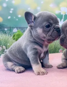 French Bulldog - Lexus