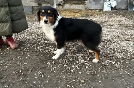 Australian Shepherd - Black Tri Kan/ Male Nbt