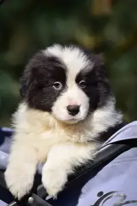 Border Collie - Herdwick Baron