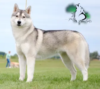 Siberian Husky - Polar Moonlights Szibériai Husky Kennel