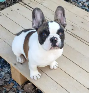 French Bulldog - Alfonz 