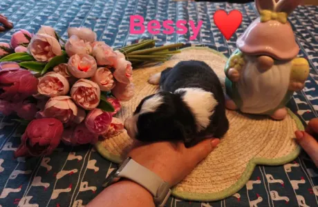 Border Collie - Bessy