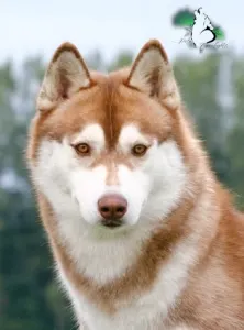 Siberian Husky - Polar Moonlights Szibériai Husky Kennel