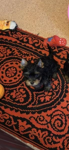 Yorkshire Terrier - Benett