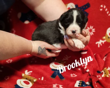 Border Collie - Brooklyn