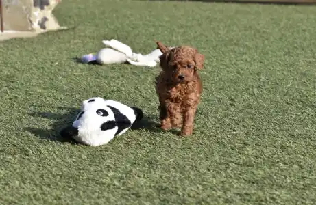 Poodle Miniature - Bravados Eperke (toy)