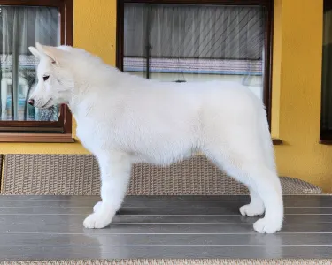 Siberian Husky - Rubin Of Polar Moonlights