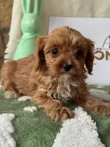 Cavapoo - Zara