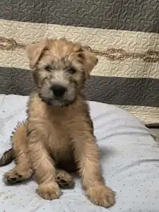 Irish Soft Coated Wheaten Terrier - In Wheaten Home 