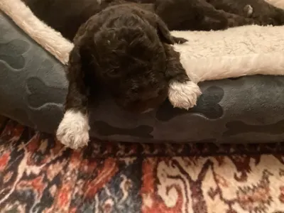 Romagna Water Dog - Boróka A Wuuff Segítségével Gazdira Talált