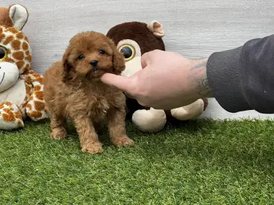 Cavapoo - Union Star