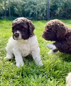 Romagna Water Dog - Curly Stars Of Dreams Swing Delight