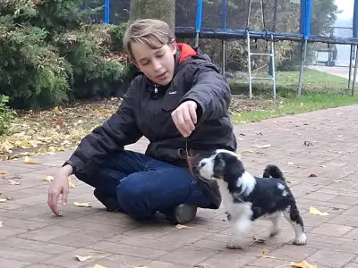 Tibetan Terrier - Brissac Soul Of Therapy