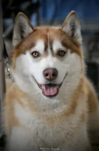Siberian Husky - Polar Moonlights Szibériai Husky Kennel