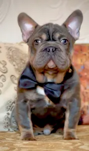 French Bulldog - Steel Wing Bullz Orion