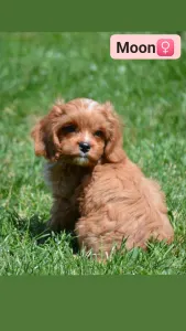 Cavapoo - Moon