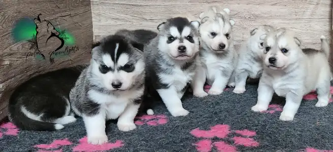 Siberian Husky - Polar Moonlights Szibériai Husky Kennel