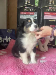 Australian Shepherd - Black Tri Kan/ Male Nbt