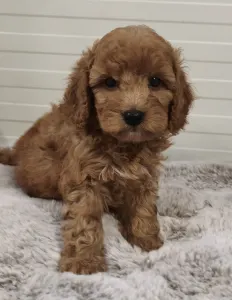 Cavapoo - Ugi