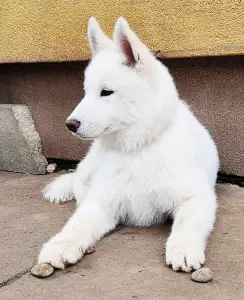 Siberian Husky - Ametiszt Of Polar Moonlights