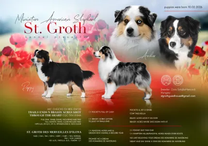 Miniature American Shepherd - Of St. Groth