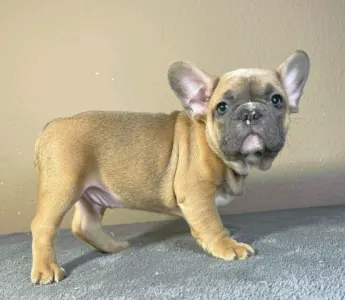 French Bulldog - Harry