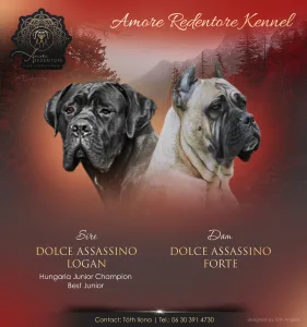 Cane Corso Italiano - Amore Redentore Ant