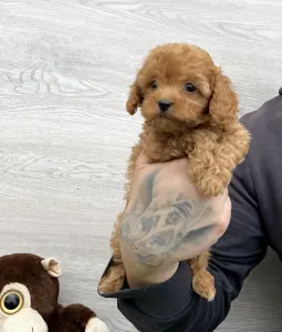 Cavapoo - Union Star