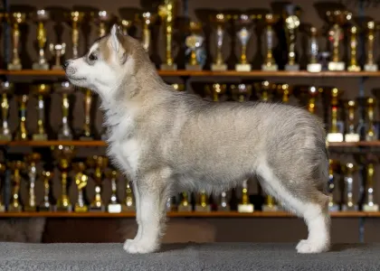 Siberian Husky - Saint Michael Island The Show Must Go On