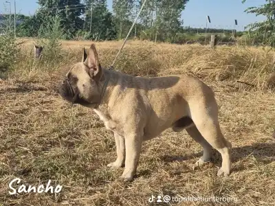 French Bulldog - Sancho