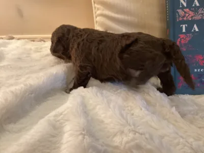 Romagna Water Dog - Boxos A Wuuff Segítségével Gazdira Talált