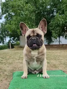 French Bulldog - Sancho