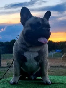 French Bulldog - Shadow
