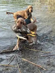 English Cocker Spaniel - La Scale Kennel