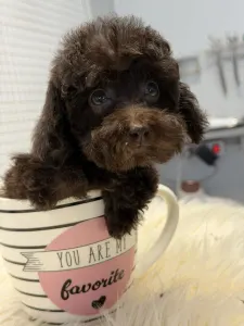 Poodle Toy - Yoko(toy)