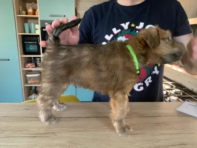 Irish Soft Coated Wheaten Terrier - In Wheaten Home 