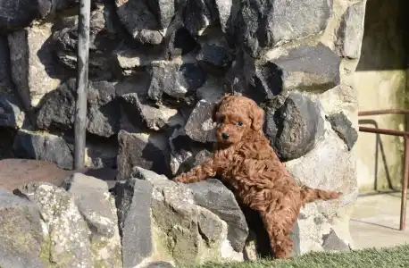 Poodle Miniature - Bravados Eperke (toy)