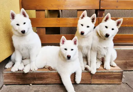 Siberian Husky - Smaragd Of Polar Moonlights