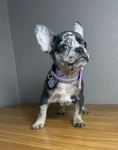 French Bulldog - Anna 