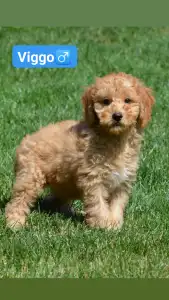 Goldendoodle - Viggo