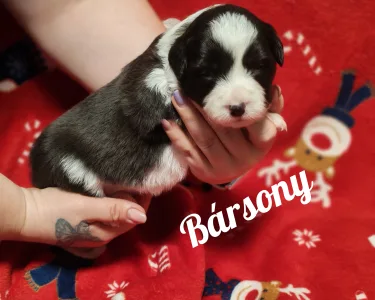 Border Collie - Bársony