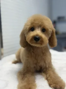 Poodle Miniature - Rebby