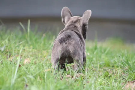 French Bulldog - Behemót
