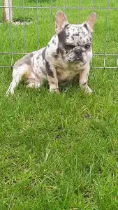 French Bulldog - Available