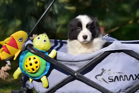 Border Collie - Herdwick Baron