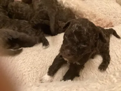 Romagna Water Dog - Boróka A Wuuff Segítségével Gazdira Talált