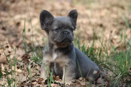 French Bulldog - Unka
